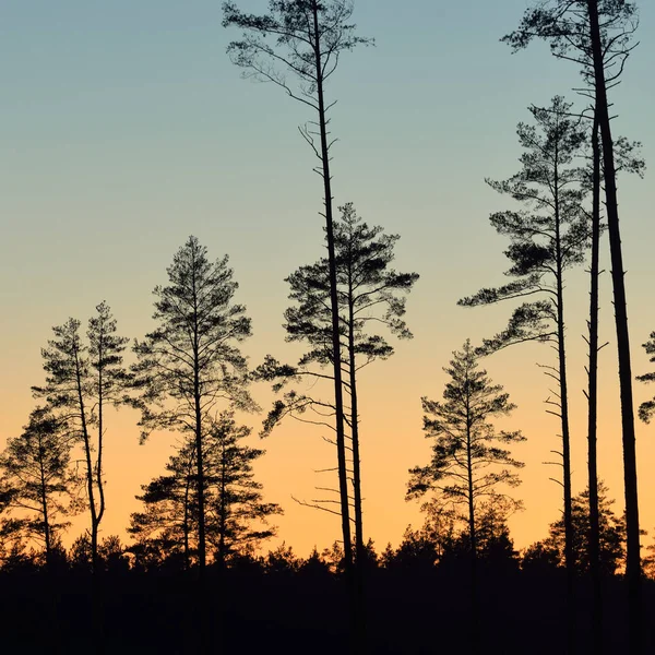 Günbatımında Evergreen Ormanı. Güçlü çam ağaçlarının karanlık siluetleri. Gökyüzü açık. Atmosferik manzara. Doğa, çevre koruma, ormanların tahrip edilmesi, yeniden ağaçlandırılması