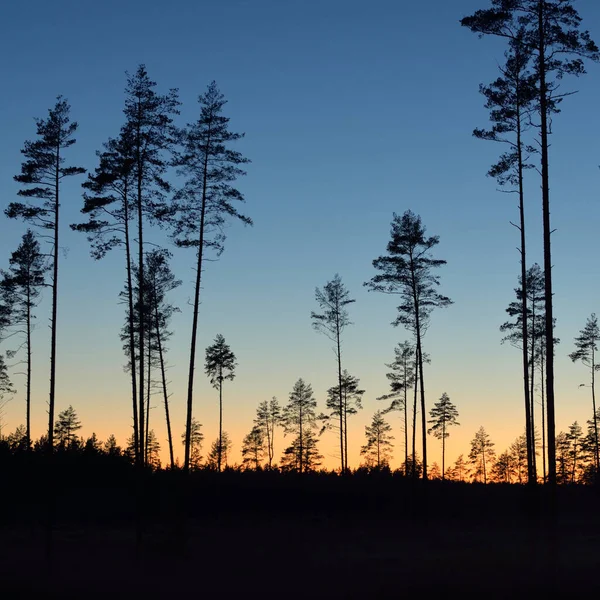 Evergreen forest at sunset. Dark silhouettes of mighty pine trees. Clear sky. Atmospheric landscape. Nature, environmental conservation, deforestation, reforestation