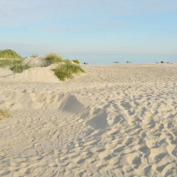 Baltic Sea Shore Sunny Day Beach Sand Dunes Dune Grass Stock Image