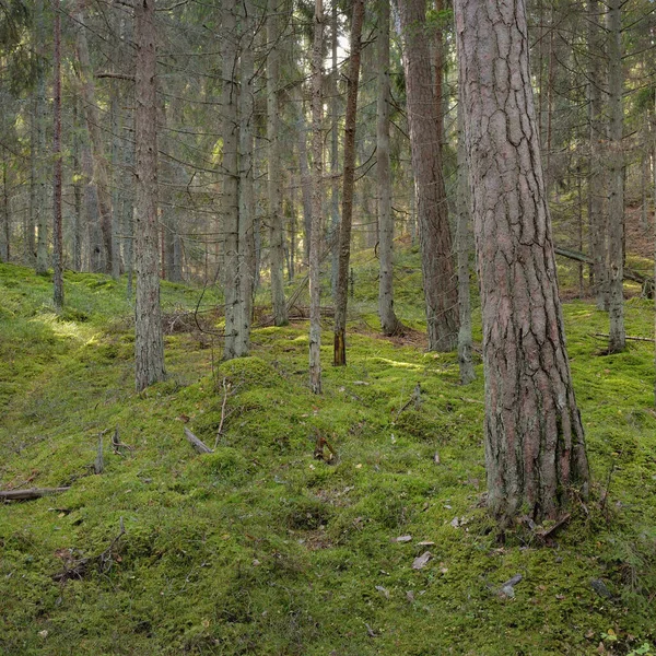 Pathway Hills Majestic Evergreen Pine Forest Mighty Trees Moss Plants Royalty Free Stock Images