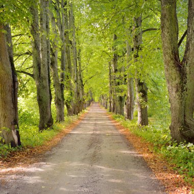 Gün doğumunda ağaçların arasından tek şeritli kırsal yol (alley). Altın güneş ışığı, güneş ışığı, sis. Peri sonbahar ormanı sahnesi. Saf doğa. Ekoloji, yürüyüş, kuzey yürüyüşü, eko-turizm
