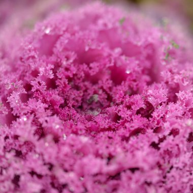 Yeşil bir yaz bahçesinde dekoratif lavanta lahanası (lavanta lahanası). Çiy damlaları, yumuşak güneş ışığı. Doğal dokular. Peyzaj, bahçıvanlık, kırsal, çiftlik, çiçekçilik.