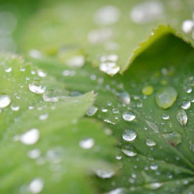 Fresh green leaves, crystal clear dew drops, extreme close-up. Natural texture, background, macro photography. Pure nature, ecology, environment