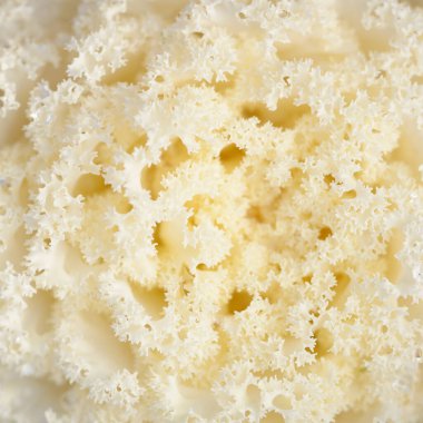 Yeşil bir yaz bahçesinde dekoratif süs lahana (beyaz lahana). Çiy damlaları, yumuşak güneş ışığı. Doğal dokular. Peyzaj, bahçıvanlık, kırsal, çiftlik, çiçekçilik.