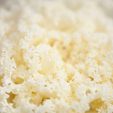 Yeşil bir yaz bahçesinde dekoratif süs lahana (beyaz lahana). Çiy damlaları, yumuşak güneş ışığı. Doğal dokular. Peyzaj, bahçıvanlık, kırsal, çiftlik, çiçekçilik.