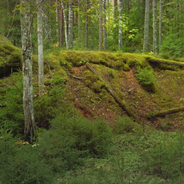 Esrarengiz bir kuzey ormanının aşırı gelişmiş tepeleri. Güçlü ağaçlar, bitkiler, yosun, eğreltiotu. Sonbaharın başı, İskandinavya. Doğa, ekoloji, çevre koruma, eko-turizm, yürüyüş kavramları