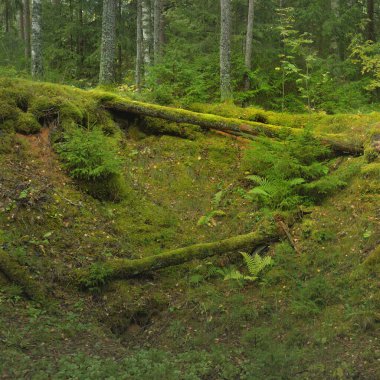 Esrarengiz bir kuzey ormanının aşırı gelişmiş tepeleri. Güçlü ağaçlar, bitkiler, yosun, eğreltiotu. Sonbaharın başı, İskandinavya. Doğa, ekoloji, çevre koruma, eko-turizm, yürüyüş kavramları