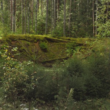 Esrarengiz bir kuzey ormanının aşırı gelişmiş tepeleri. Güçlü ağaçlar, bitkiler, yosun, eğreltiotu. Sonbaharın başı, İskandinavya. Doğa, ekoloji, çevre koruma, eko-turizm, yürüyüş kavramları