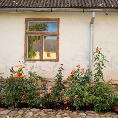 Kırsal ahşap kapılı ve pencereli geleneksel taş ev. Çiçek açan güller, güzel bahçeler. Idyllic kırsal kesim. Seyahat yerleri, yerel turizm, şehir simgeleri, bahçe düzenlemeleri, peyzaj.