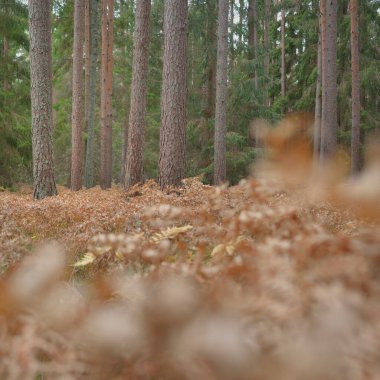 Sonsuz yeşil ormanın içinden geçen yol. Güçlü çam ve çam ağaçları, altın eğreltiotu yaprakları, yosunlar, bitkiler. Yumuşak güneş ışığı. Atmosferik manzara. Sonbahar renkleri. Doğa, mevsimler, ekoloji, ekotuizm