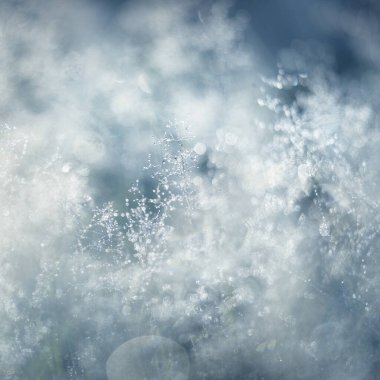 Orman çayırı (çimen) gün doğumunda. Bitkiler, çiy damlaları. Sabah sisi, yumuşak güneş ışığı, güneş ışığı, altın saat. Idyllic manzara. Resimli bir manzara var. Doğa, çevre, ekoloji