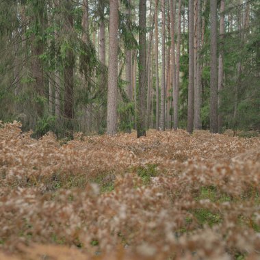 Sonsuz yeşil ormanın içinden geçen yol. Güçlü çam ve çam ağaçları, altın eğreltiotu yaprakları, yosunlar, bitkiler. Yumuşak güneş ışığı. Atmosferik manzara. Sonbahar renkleri. Doğa, mevsimler, ekoloji, ekotuizm