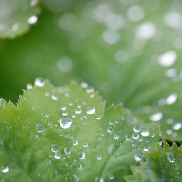 Fresh Green Leaves Crystal Clear Dew Drops Extreme Close Natural — Stockfoto