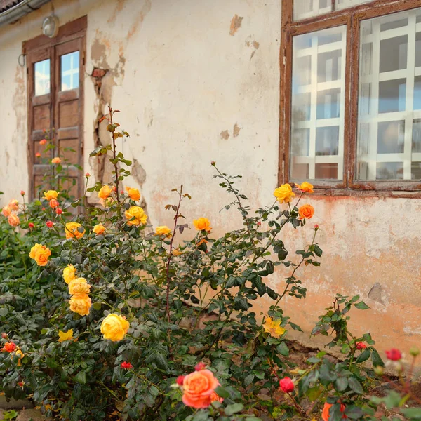 Modern bir İngiliz melez çay gülünün çiçekleri. Arka planda ahşap pencereleri olan geleneksel taş ev. Güzel bir yaz bahçesi. Idyllic kırsal kesim. Bahçecilik, çiçekçilik, dekor