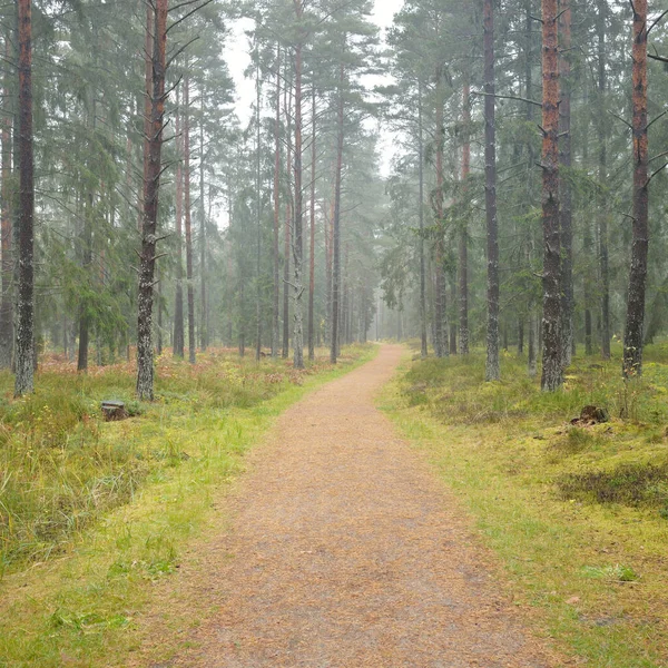 穿过雄伟的常青森林的路 高大的松树和云杉树 大气景观 斯堪的纳维亚 — 图库照片