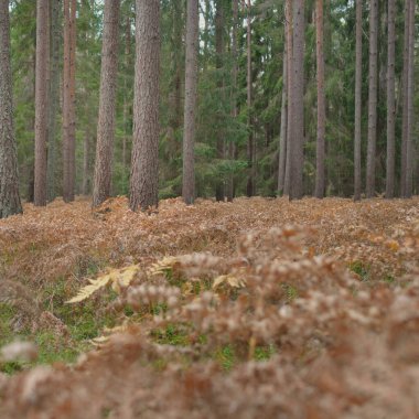 Sonsuz yeşil ormanın içinden geçen yol. Güçlü çam ve çam ağaçları, altın eğreltiotu yaprakları, yosunlar, bitkiler. Yumuşak güneş ışığı. Atmosferik manzara. Sonbahar renkleri. Doğa, mevsimler, ekoloji, ekotuizm