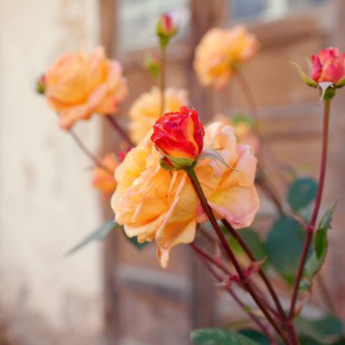 Modern bir İngiliz melez çay gülünün çiçekleri. Arka planda ahşap pencereleri olan geleneksel taş ev. Güzel bir yaz bahçesi. Idyllic kırsal kesim. Bahçecilik, çiçekçilik, dekor