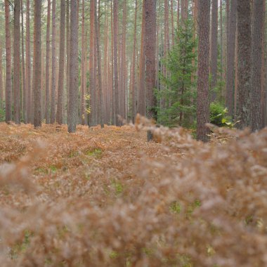 Sonsuz yeşil ormanın içinden geçen yol. Güçlü çam ve çam ağaçları, altın eğreltiotu yaprakları, yosunlar, bitkiler. Yumuşak güneş ışığı. Atmosferik manzara. Sonbahar renkleri. Doğa, mevsimler, ekoloji, ekotuizm