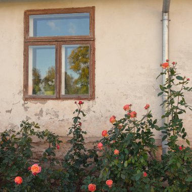 Modern bir İngiliz melez çay gülünün çiçekleri. Arka planda ahşap pencereleri olan geleneksel taş ev. Güzel bir yaz bahçesi. Idyllic kırsal kesim. Bahçecilik, çiçekçilik, dekor