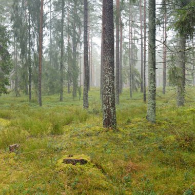 Görkemli Evergreen Ormanı 'nın panoramik manzarası. Güçlü çam ve çam ağaçları, yosun, eğrelti otu, bitkiler. Sis, sis, yumuşak güneş ışığı. Atmosferik manzara. Doğa, çevre, ekoloji. İsveç, İskandinavya