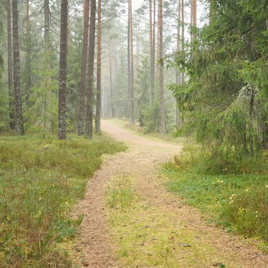Görkemli Evergreen Ormanı 'na giden yol. Güçlü çam ve çam ağaçları, yosun, eğrelti otu, bitkiler. Sis. Bulutlu bir gün. Atmosferik manzara. Doğa, çevre, ekoloji. İsveç, İskandinavya