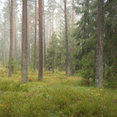 Görkemli Evergreen Ormanı 'nın panoramik manzarası. Güçlü çam ve çam ağaçları, yosun, eğrelti otu, bitkiler. Sis, sis, yumuşak güneş ışığı. Atmosferik manzara. Doğa, çevre, ekoloji. İsveç, İskandinavya