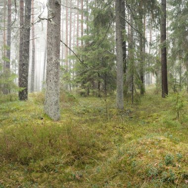 Görkemli Evergreen Ormanı 'nın panoramik manzarası. Güçlü çam ve çam ağaçları, yosun, eğrelti otu, bitkiler. Sis, sis, yumuşak güneş ışığı. Atmosferik manzara. Doğa, çevre, ekoloji. İsveç, İskandinavya