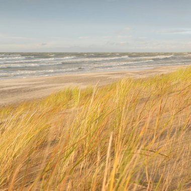 Baltık kıyıları (kum tepeleri) fırtınadan sonra gün batımında. Açık gökyüzü, parlayan bulutlar, rüzgar. Sonbahar manzarası. Doğa, çevre koruma, ekoloji, eko-turizm, yerel seyahat