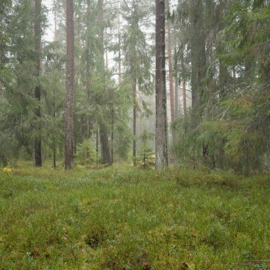 Görkemli Evergreen Ormanı 'nın panoramik manzarası. Güçlü çam ve çam ağaçları, yosun, eğrelti otu, bitkiler. Sis, sis, yumuşak güneş ışığı. Atmosferik manzara. Doğa, çevre, ekoloji. İsveç, İskandinavya