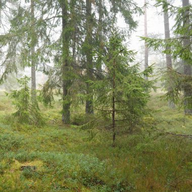 Görkemli Evergreen Ormanı 'nın panoramik manzarası. Güçlü çam ve çam ağaçları, yosun, eğrelti otu, bitkiler. Sis, sis, yumuşak güneş ışığı. Atmosferik manzara. Doğa, çevre, ekoloji. İsveç, İskandinavya