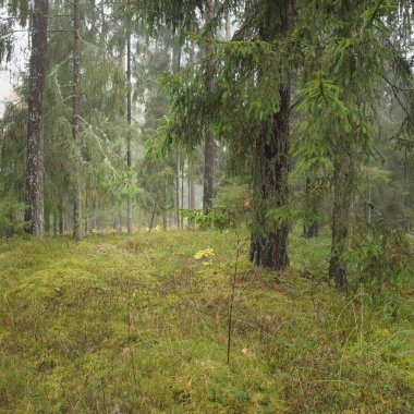Görkemli Evergreen Ormanı 'nın panoramik manzarası. Güçlü çam ve çam ağaçları, yosun, eğrelti otu, bitkiler. Sis, sis, yumuşak güneş ışığı. Atmosferik manzara. Doğa, çevre, ekoloji. İsveç, İskandinavya