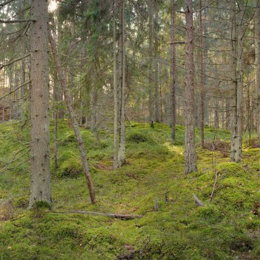 Görkemli çam ormanının tepelerinden geçen yol. Güçlü ağaçlar, yosunlar, bitkiler. Yumuşak günbatımı ışığı. Saf doğa, çevresel koruma, eko-turizm.