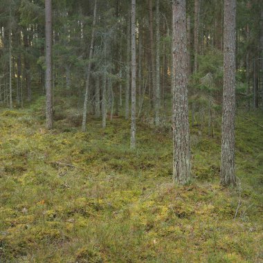 Görkemli çam ormanının tepelerinden geçen yol. Güçlü ağaçlar, yosunlar, bitkiler. Yumuşak günbatımı ışığı. Saf doğa, çevresel koruma, eko-turizm.