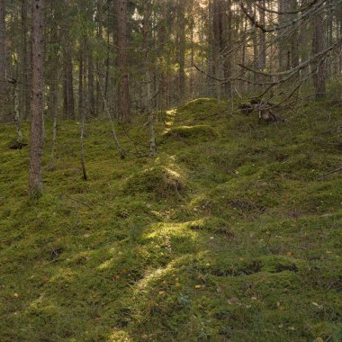 Görkemli çam ormanının tepelerinden geçen yol. Güçlü ağaçlar, yosunlar, bitkiler. Yumuşak günbatımı ışığı. Saf doğa, çevresel koruma, eko-turizm.