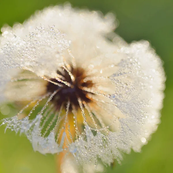 Bílá Pampeliška Taraxacum Květina Pokrytá Kapkami Rosy Dopoledních Hodinách Zblízka — Stock fotografie