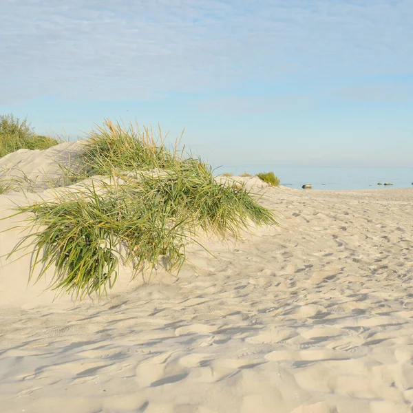 Baltic Sea Shore Sunny Day Beach Sand Dunes Dune Grass — Foto de Stock