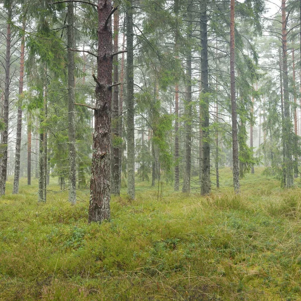 Panoramic View Majestic Evergreen Forest Mighty Pine Spruce Trees Moss — 스톡 사진