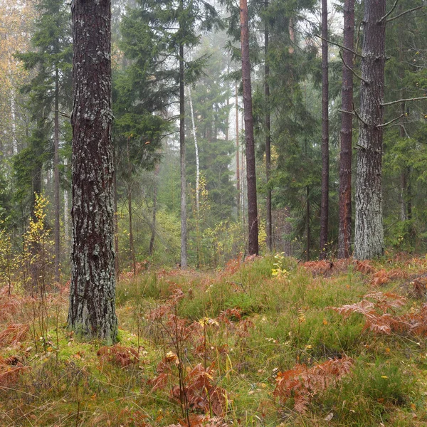 Μονοπάτι Μέσα Στο Καταπράσινο Δάσος Δυνατά Πεύκα Και Έλατο Φύλλα — Φωτογραφία Αρχείου
