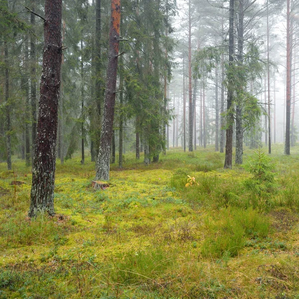 Panoramic View Majestic Evergreen Forest Mighty Pine Spruce Trees Moss — 스톡 사진