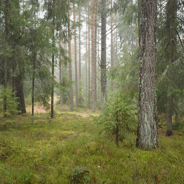 Panoramic View Majestic Evergreen Forest Mighty Pine Spruce Trees Moss — Stockfoto