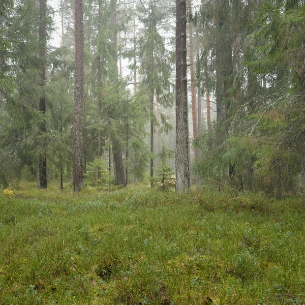 Panoramiczny Widok Majestatyczny Wiecznie Zielony Las Potężne Sosny Świerki Mech — Zdjęcie stockowe