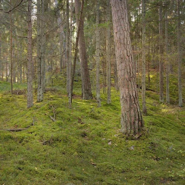 Pathway Hills Majestic Evergreen Pine Forest Mighty Trees Moss Plants — Stock Photo, Image