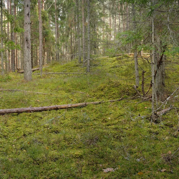 Görkemli çam ormanının tepelerinden geçen yol. Güçlü ağaçlar, yosunlar, bitkiler. Yumuşak günbatımı ışığı. Saf doğa, çevresel koruma, eko-turizm.