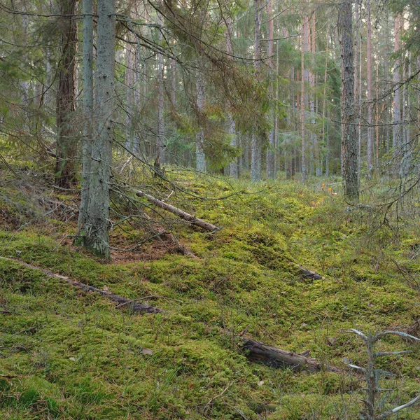Görkemli çam ormanının tepelerinden geçen yol. Güçlü ağaçlar, yosunlar, bitkiler. Yumuşak günbatımı ışığı. Saf doğa, çevresel koruma, eko-turizm.