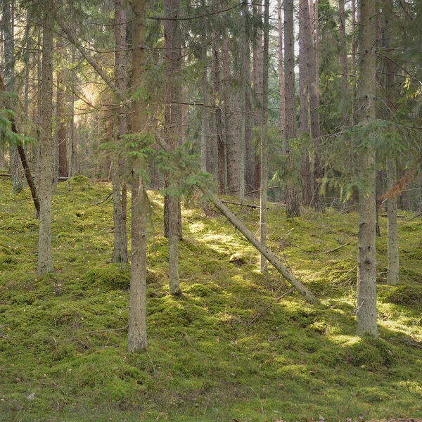 Pathway Hills Majestic Evergreen Pine Forest Mighty Trees Moss Plants — Zdjęcie stockowe
