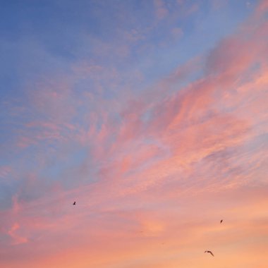 Açık mavi gökyüzü. Pembe ve altın renkli bulutlar. Gün doğumu. Dramatik bulut manzarası. Sanat, meteoroloji, cennet, umut, barış, grafik kaynakları, resimli panoramik manzara