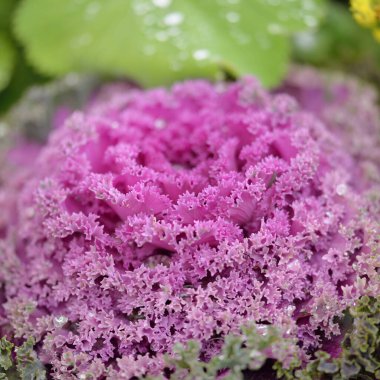 Yeşil bir yaz bahçesinde dekoratif lavanta lahanası (lavanta lahanası). Çiy damlaları, yumuşak güneş ışığı. Doğal dokular. Peyzaj, bahçıvanlık, kırsal, çiftlik, çiçekçilik.