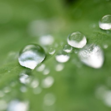 Taze yeşil yapraklar, kristal berrak çiy damlaları, aşırı yakın çekim. Doğal doku, arka plan, makro fotoğrafçılık. Saf doğa, ekoloji, çevre
