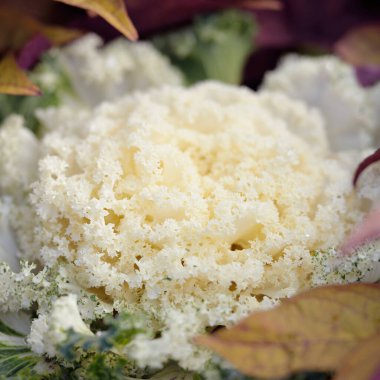 Yeşil bir yaz bahçesinde dekoratif süs lahana (beyaz lahana). Çiy damlaları, yumuşak güneş ışığı. Doğal dokular. Peyzaj, bahçıvanlık, kırsal, çiftlik, çiçekçilik.