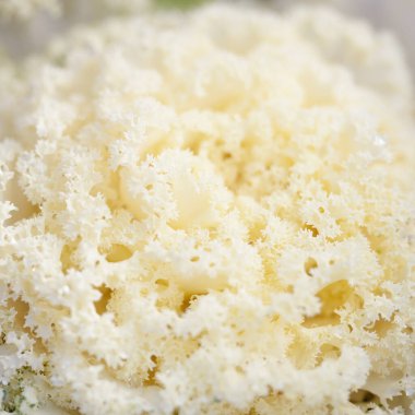 Yeşil bir yaz bahçesinde dekoratif süs lahana (beyaz lahana). Çiy damlaları, yumuşak güneş ışığı. Doğal dokular. Peyzaj, bahçıvanlık, kırsal, çiftlik, çiçekçilik.